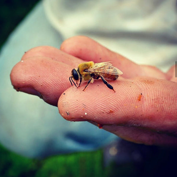 Beekeeping Tools Bulk Natural Organic Bees Wax/Natural Beeswax