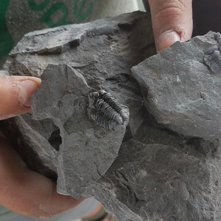 Digging Up New York's History: Fossils in Western NY