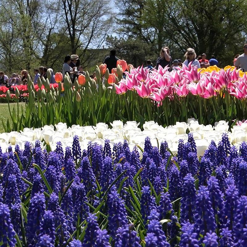 April Showers Bring...the Albany Tulip Festival