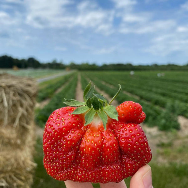 CULTIVATING | Hudson Valley Day Trips: Our Favorite U-Pick Strawberry Destinations