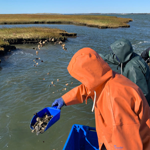 NURTURING | Saving Long Island’s Moriches Bay One Oyster at a Time