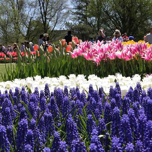 April Showers Bring...the Albany Tulip Festival – New York Makers