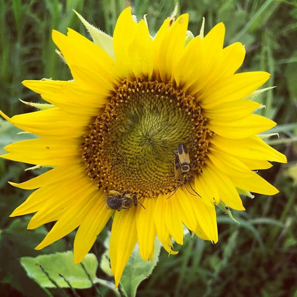 FAMILY | Where to go in the Hudson Valley for Late Summer Sunflowers, Mazes, and U-Pick Farms