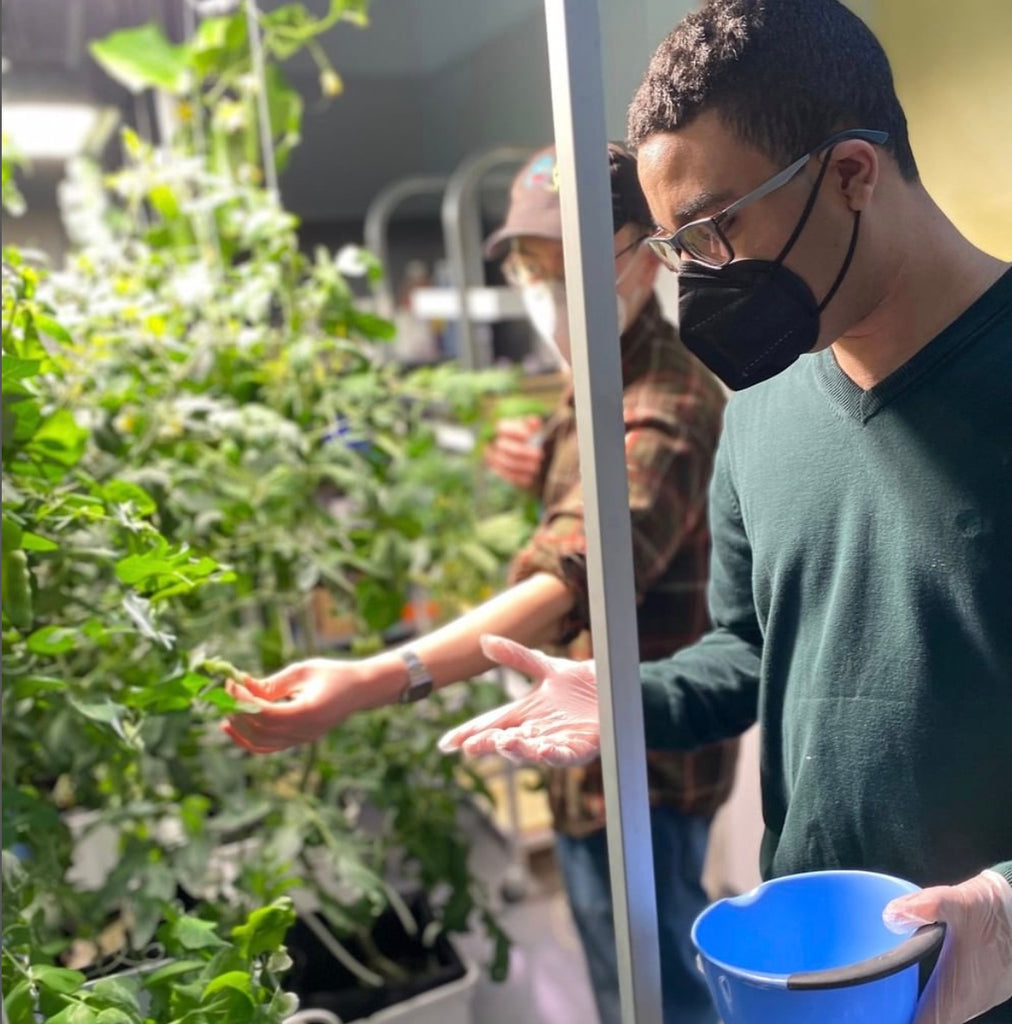 New York Sun Works Brings Hydroponic Farming to NYC High Schools